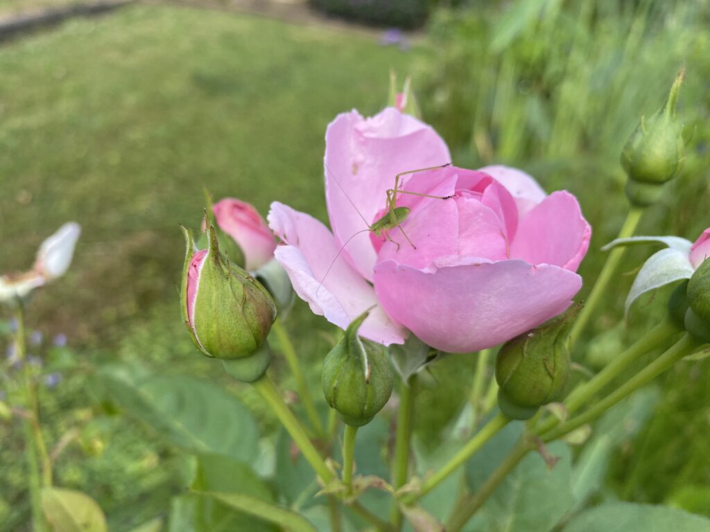 Les habitants du jardins