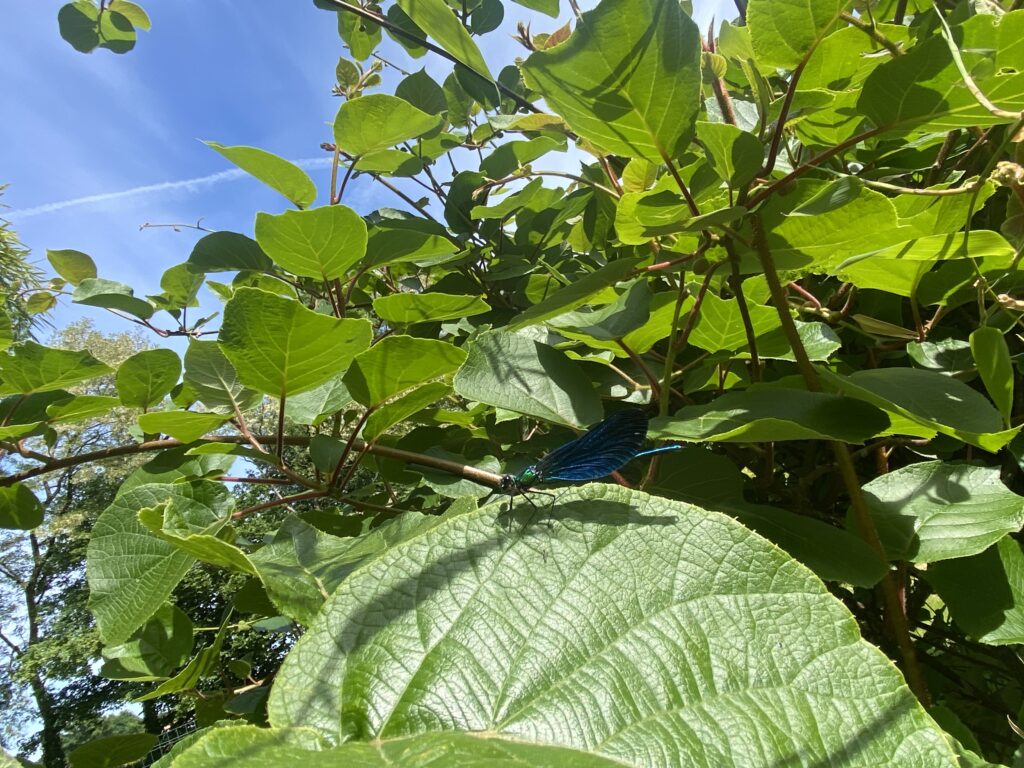 Les habitants du jardins