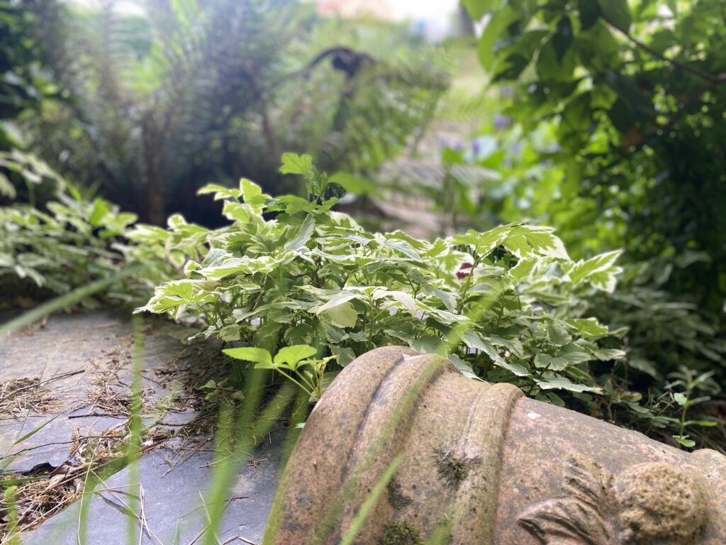 Le jardin