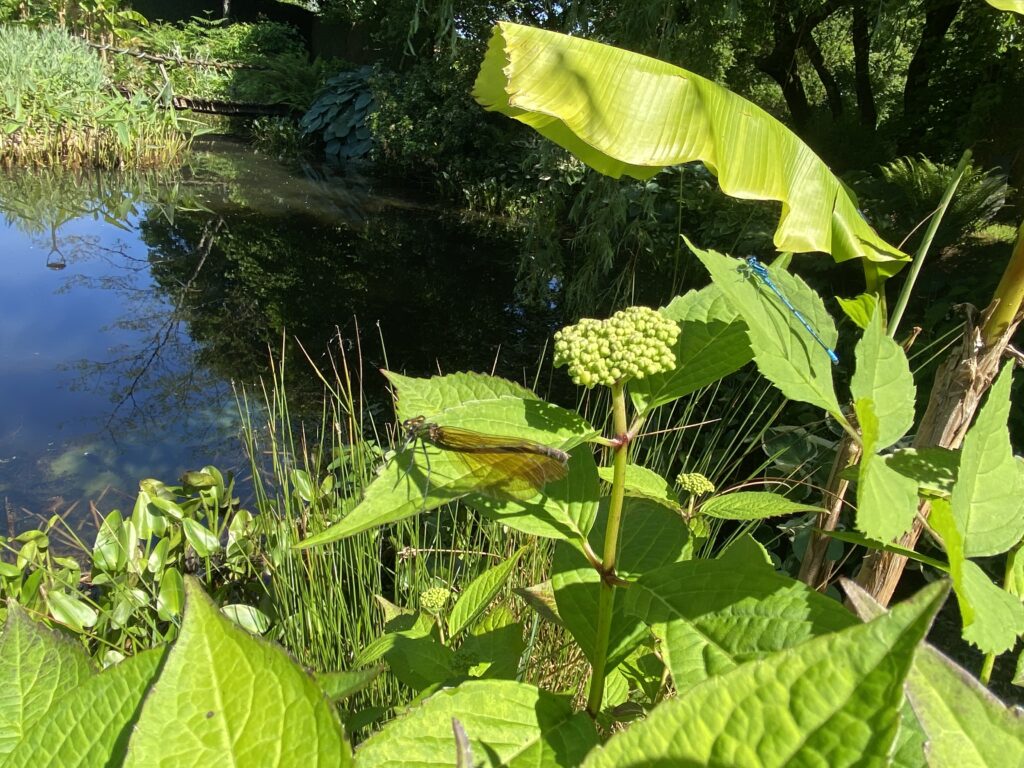 Les habitants du jardins